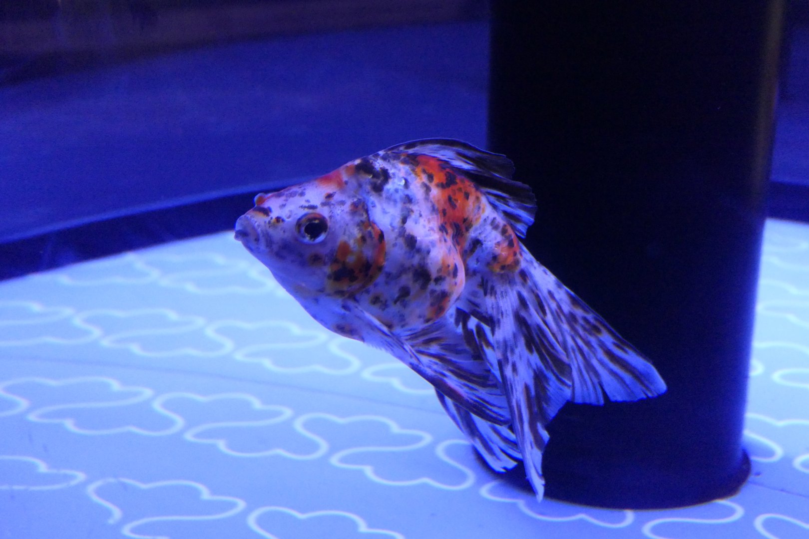 Goldfish (Carassius auratus)