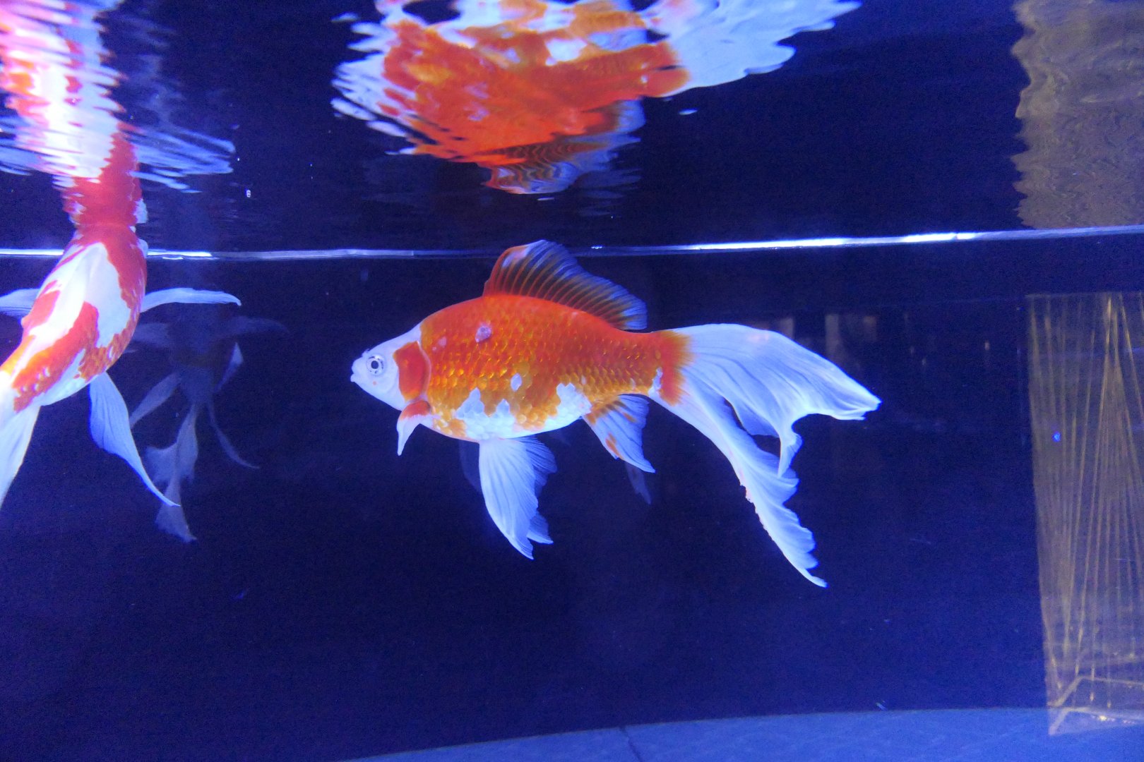 Goldfish (Carassius auratus)