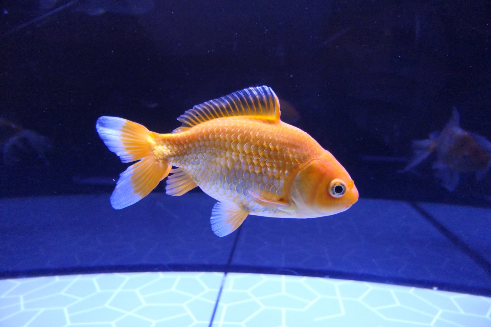 Goldfish (Carassius auratus)
