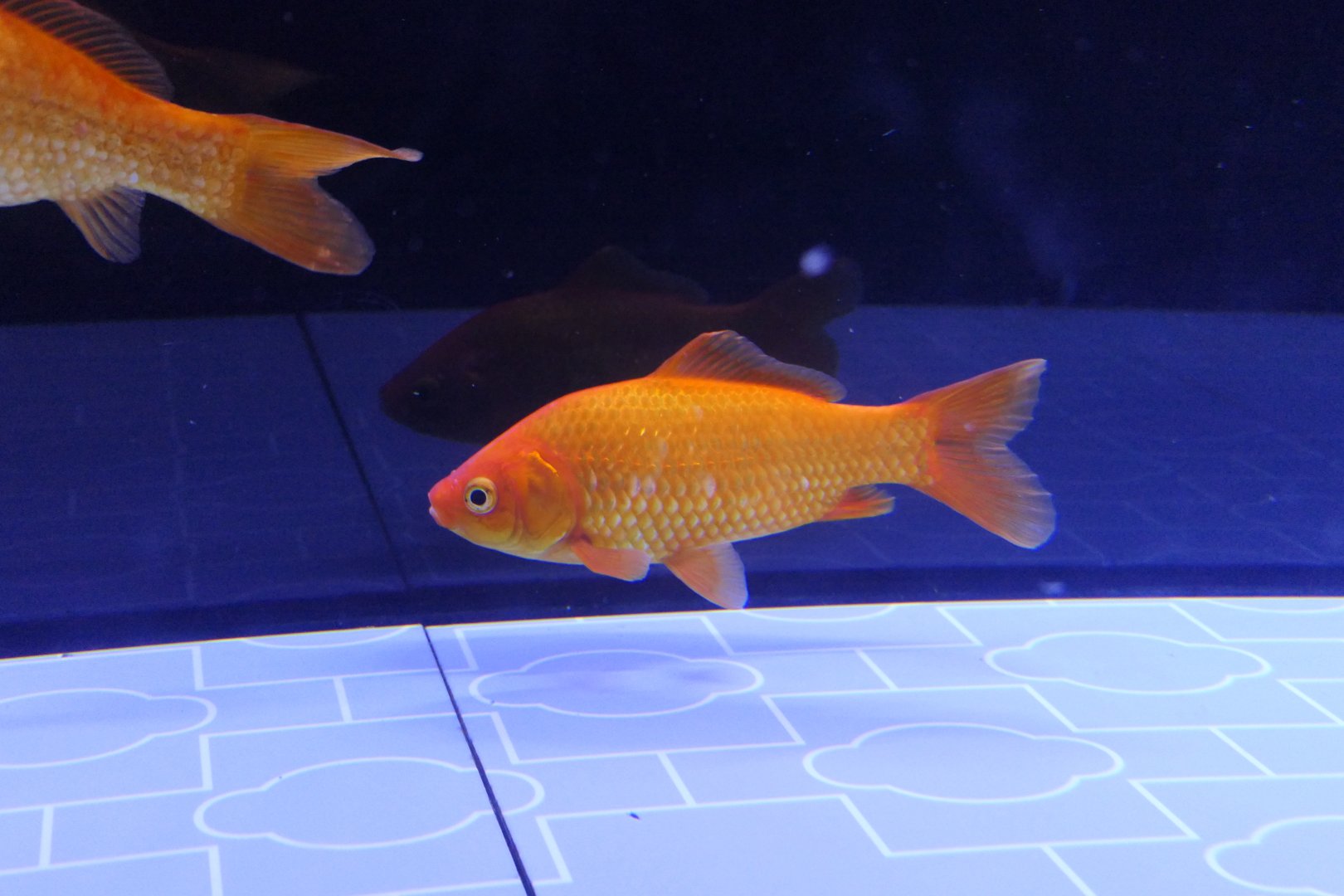 Goldfish (Carassius auratus)