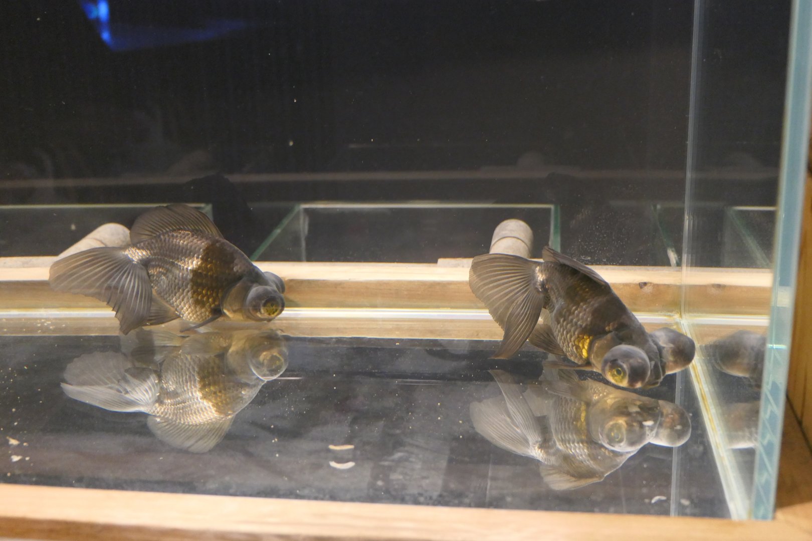 Goldfish (Carassius auratus)