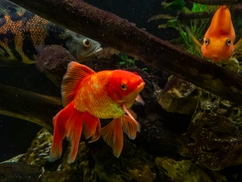 Goldfish / Carassius gibelio