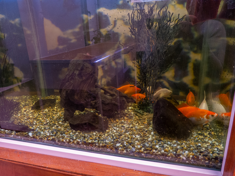 Goldfish / Carassius gibelio