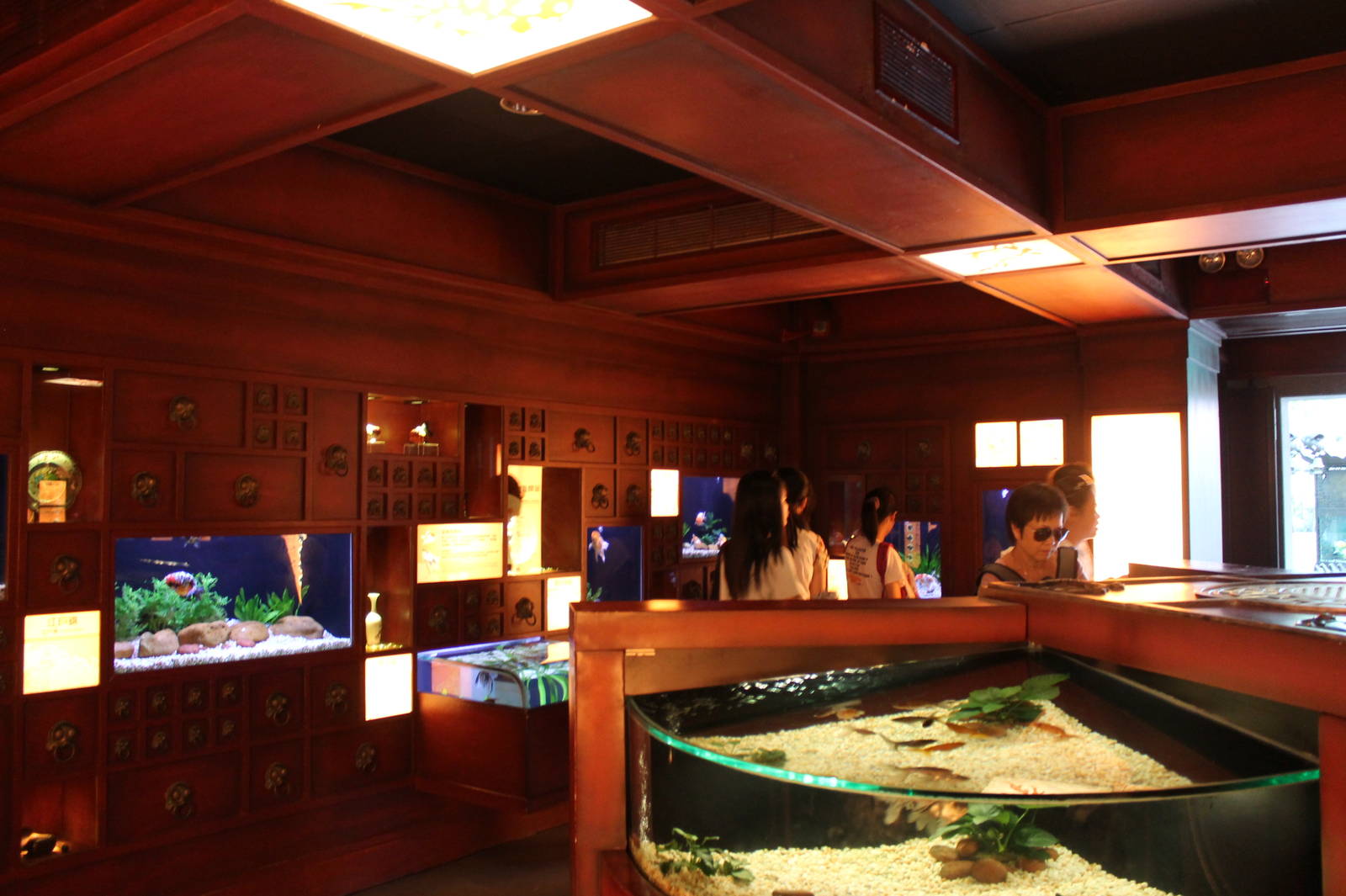 Goldfish House - June 2013