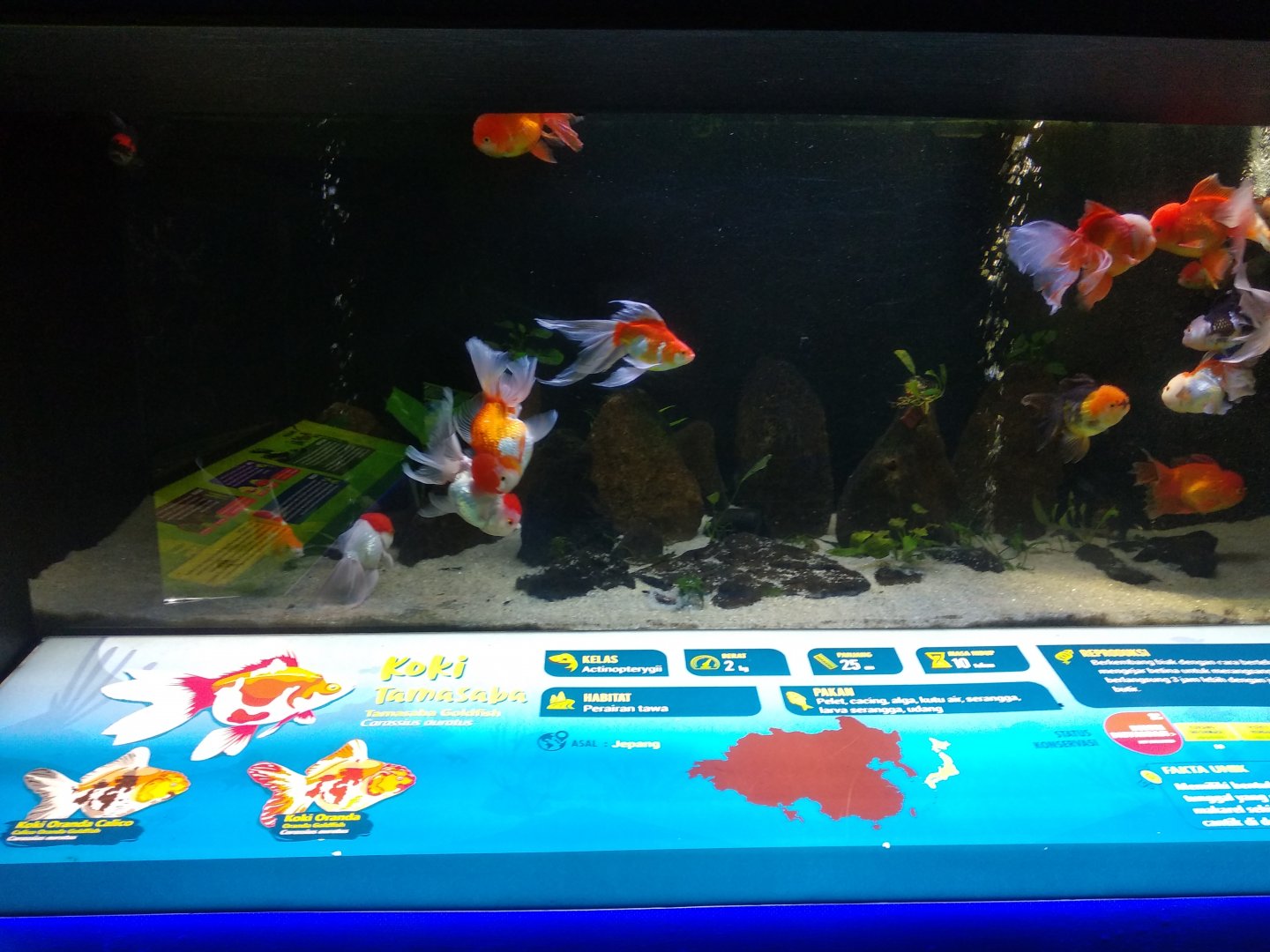 Goldfish information panel