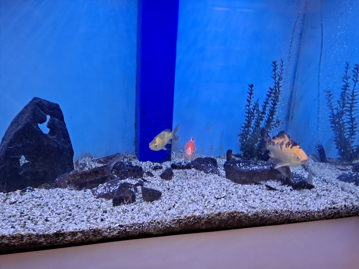 Goldfish (Lake Erie Metropark, Wayne County, MI, 9/21/24)