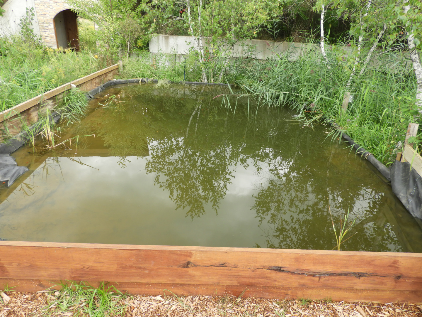 Goldfish pond - Butterfly Gardens of Wisconsin