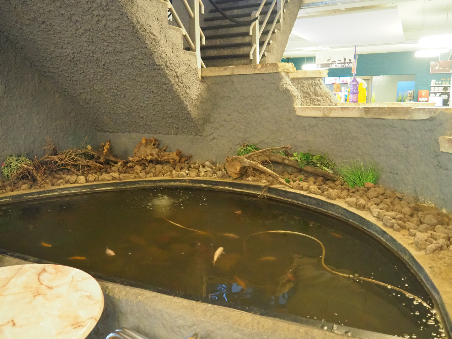 Goldfish pond in the restaurant, 2019-08-11