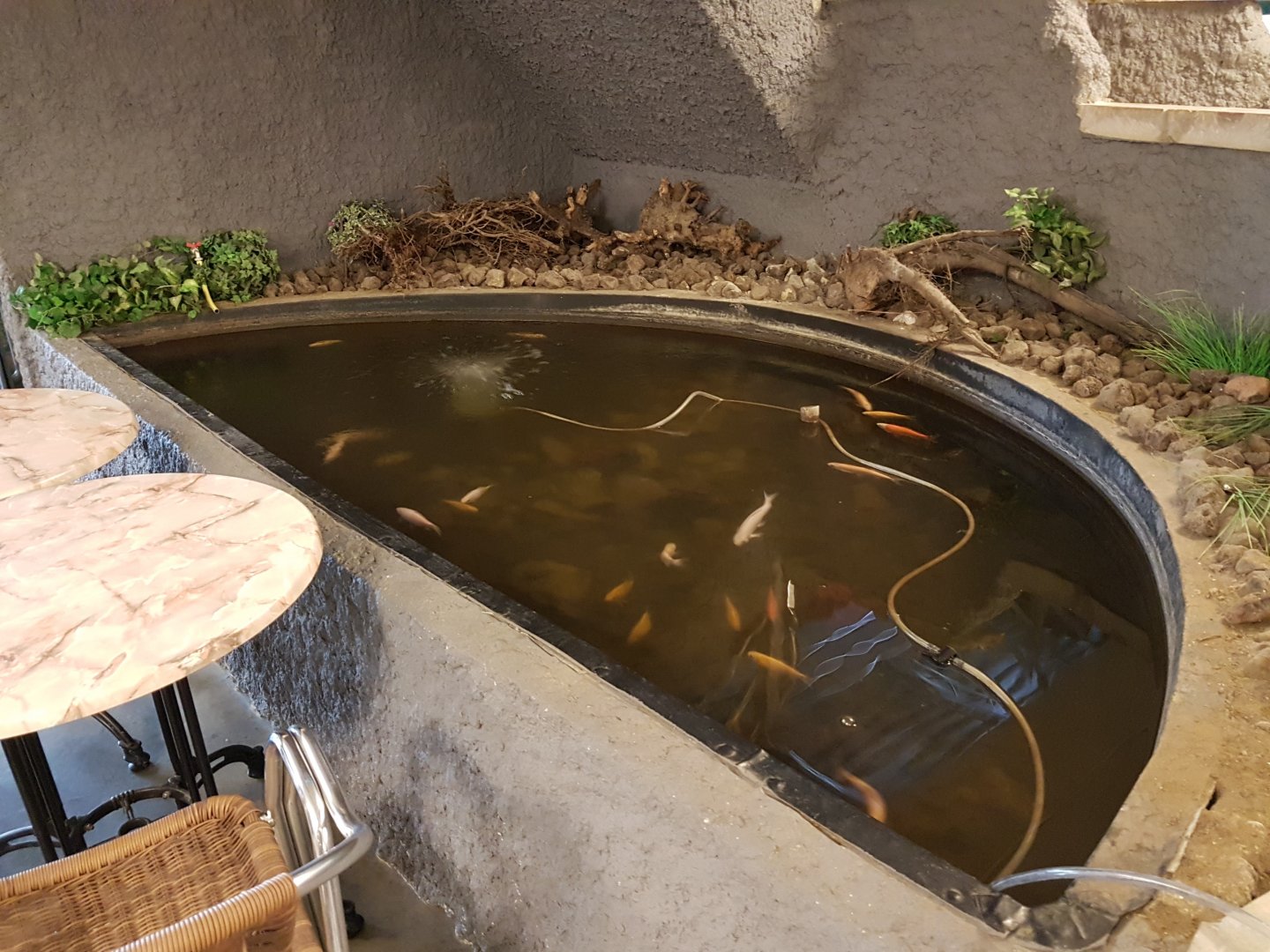 Goldfish-pond in the restaurant