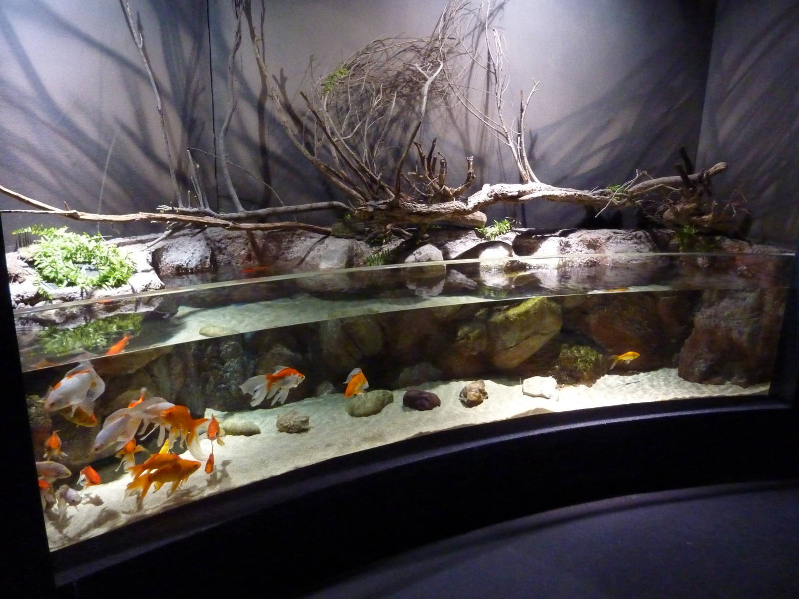 Goldfish tank, 10th April 2012