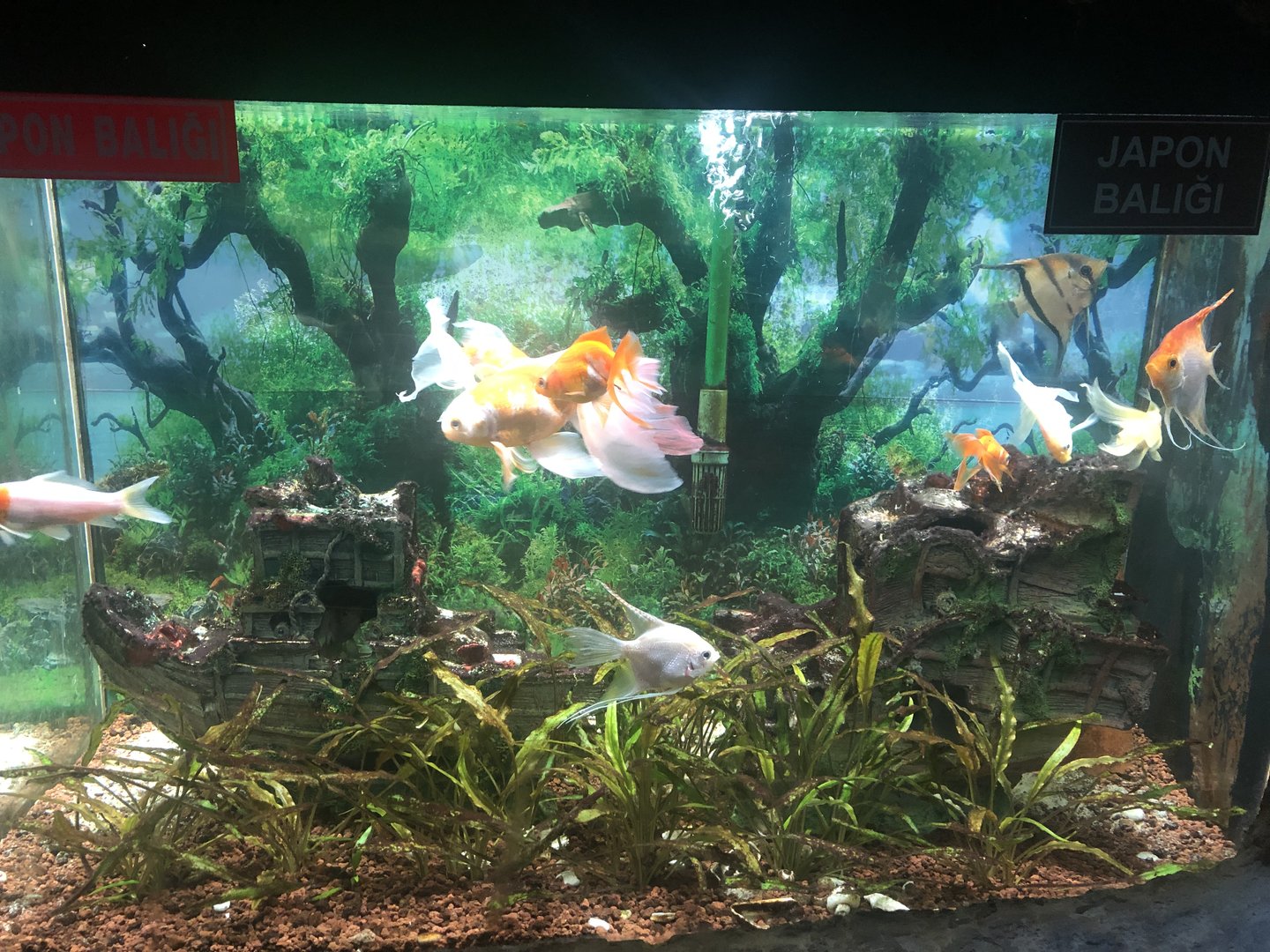Goldfish Tank at the Ankara Domestic Animals Park