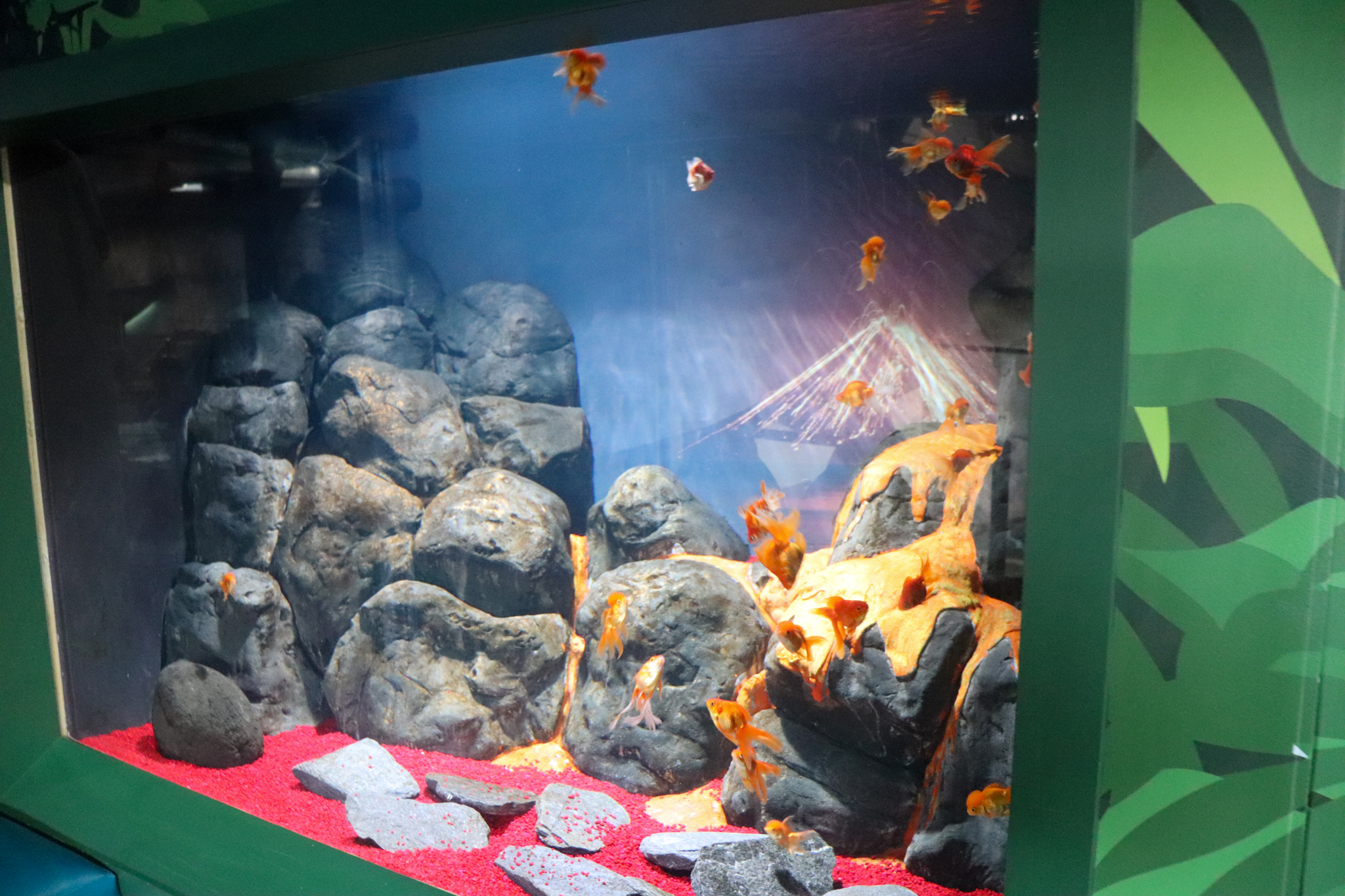 Goldfish Tank