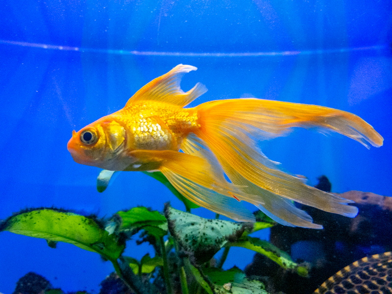 goldfish