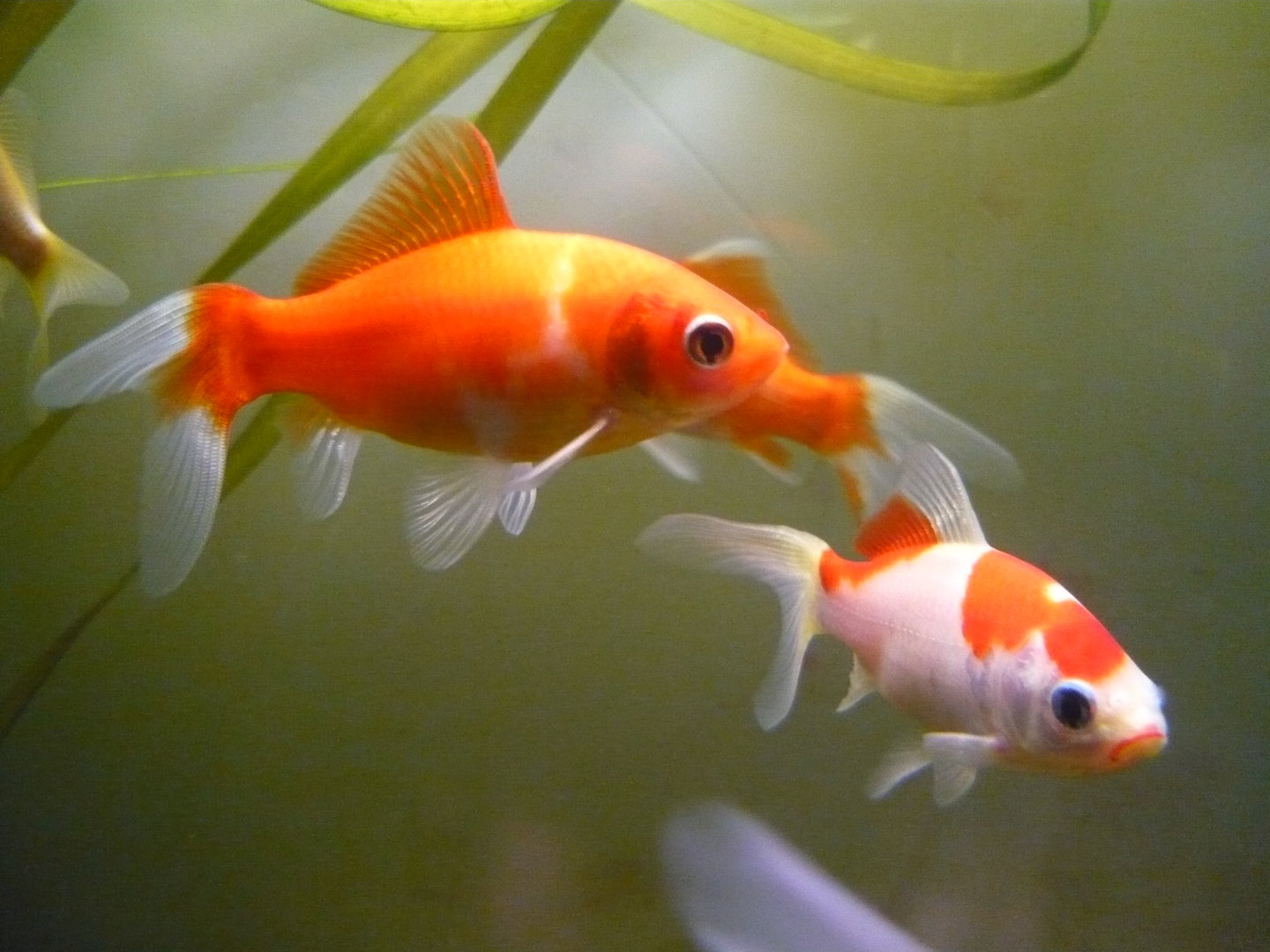 Goldfishes