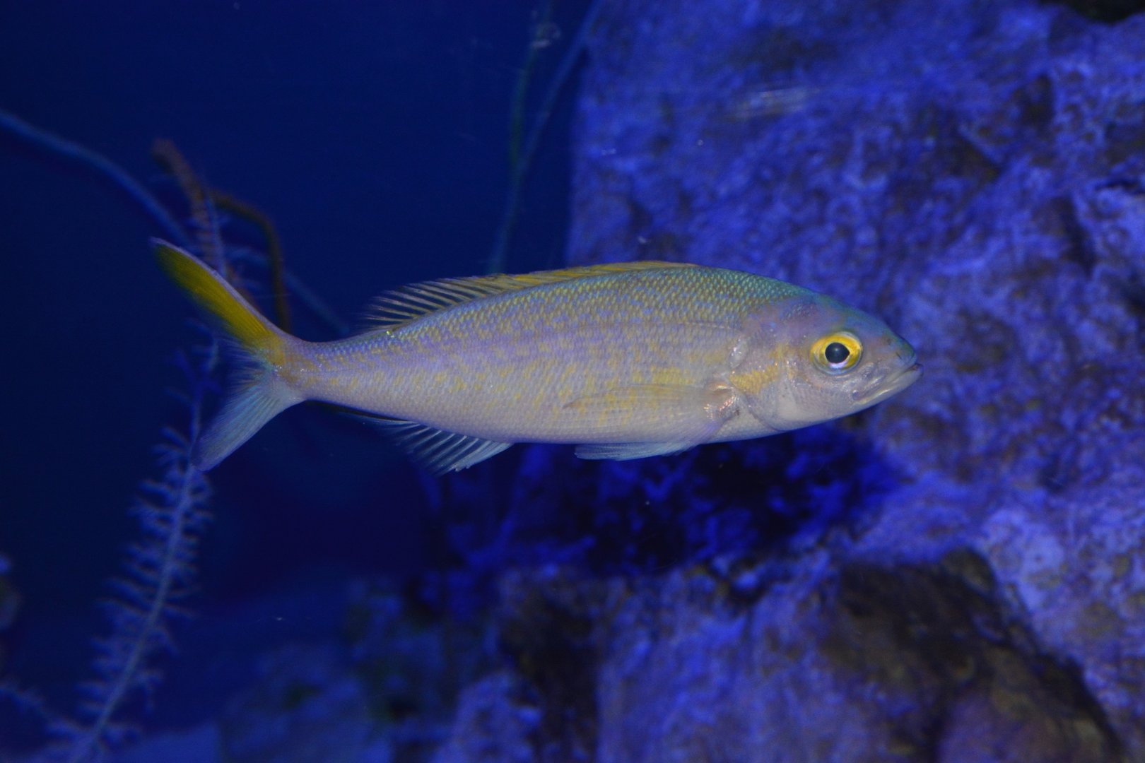 Goldflag jobfish (Pristipomoides auricilla)
