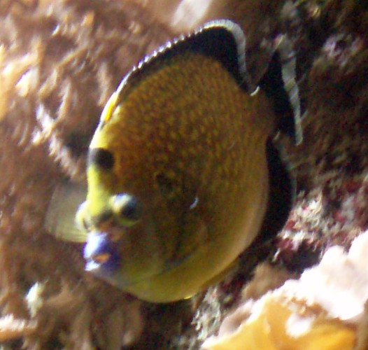 Goldflake Angelfish (Apolemichthys xanthopunctatus)