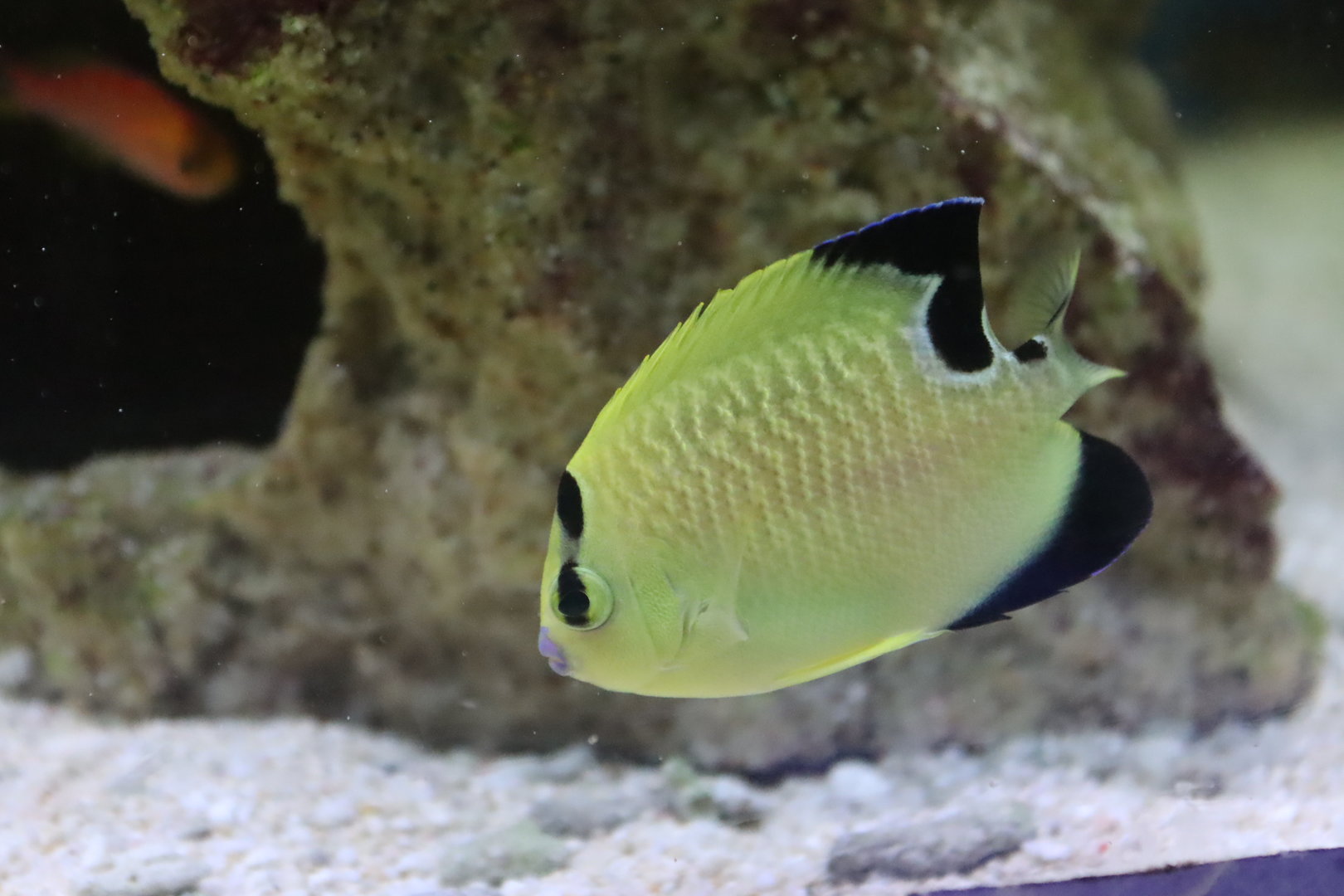 Goldflake Angelfish