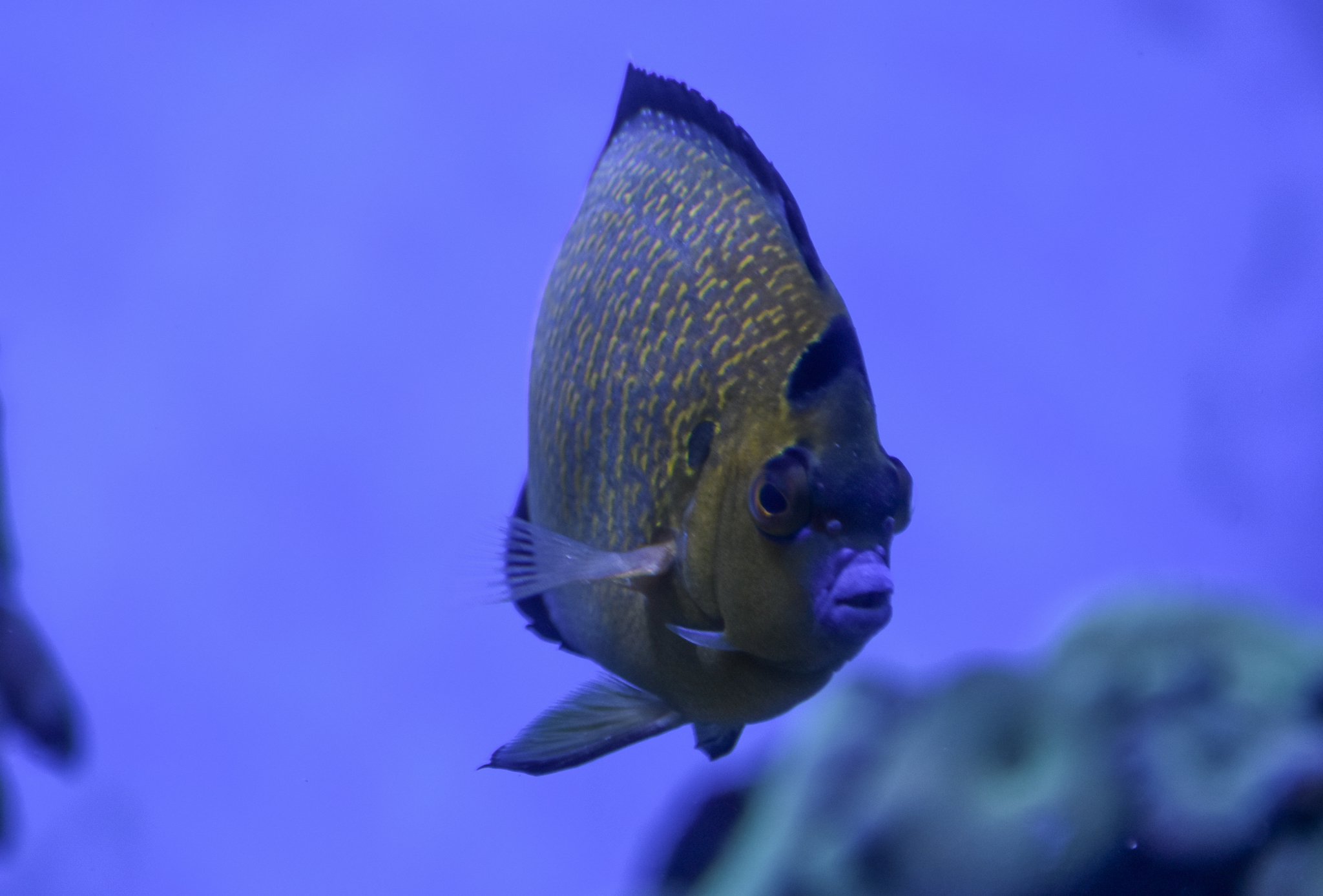 Goldflake Angelfish