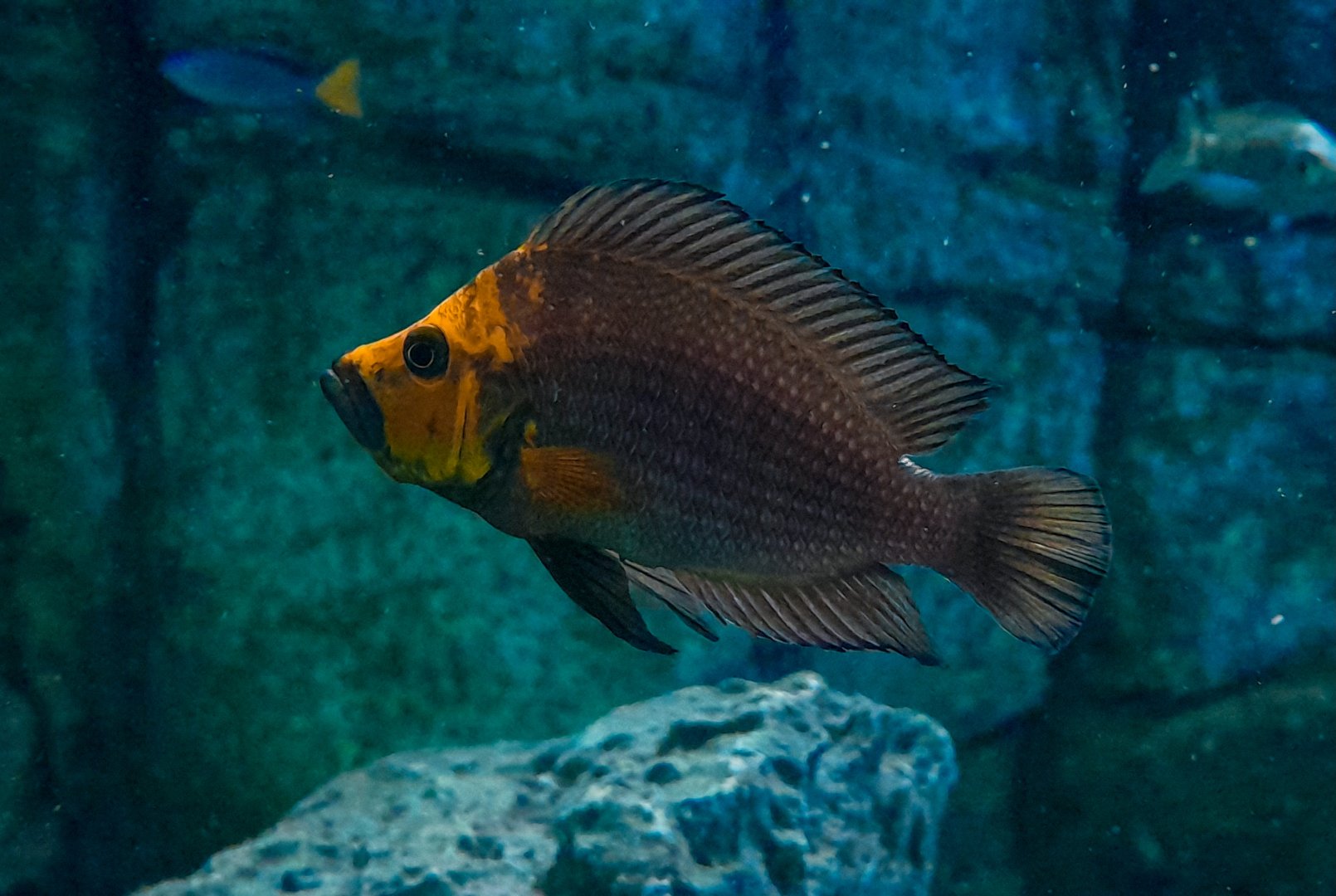 Goldhead Egg-eater (Altolamprologus compressiceps 'Kasanga')