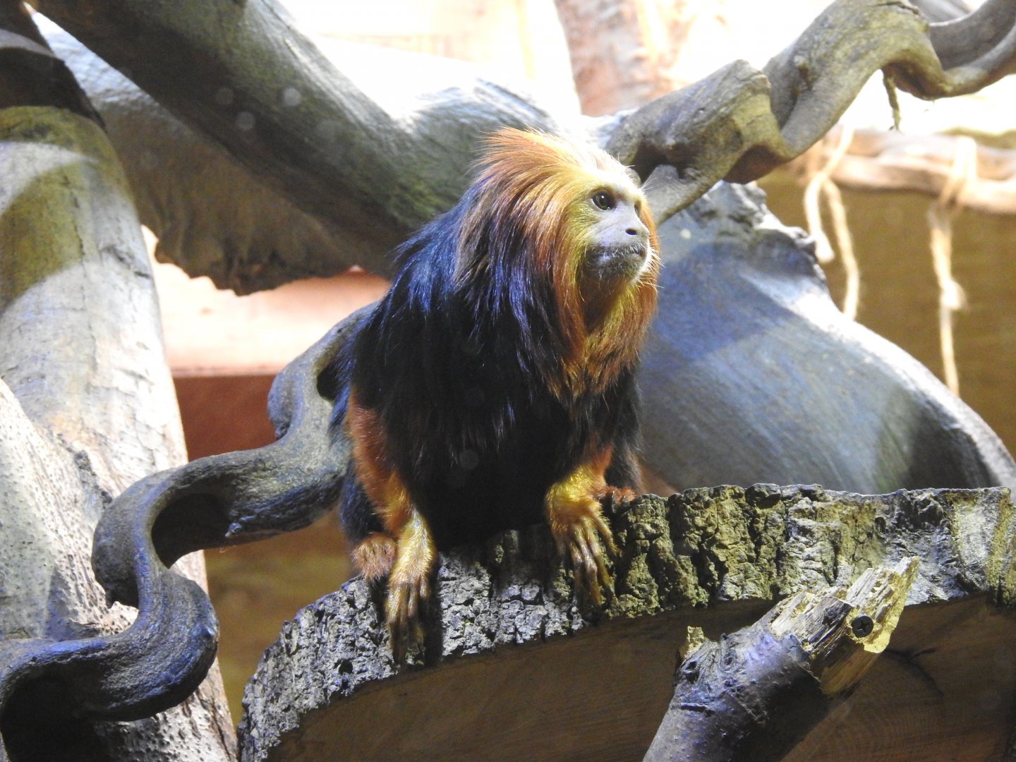 goldhead tamarin