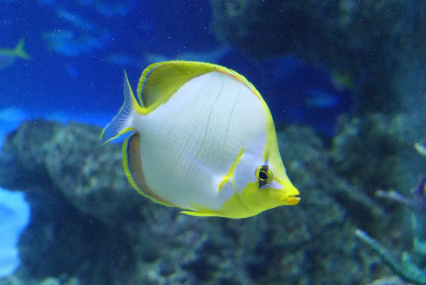 Goldheaded Butterflyfish (Chaetodon xanthocephalus)