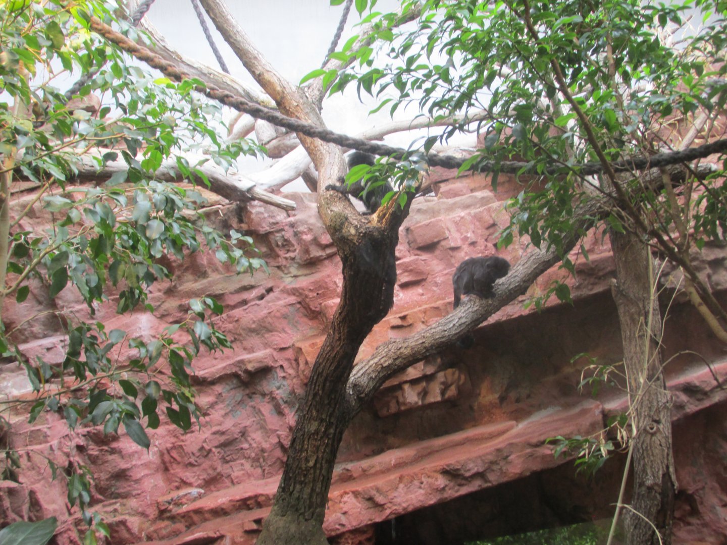 goldi´s monkey exhibit