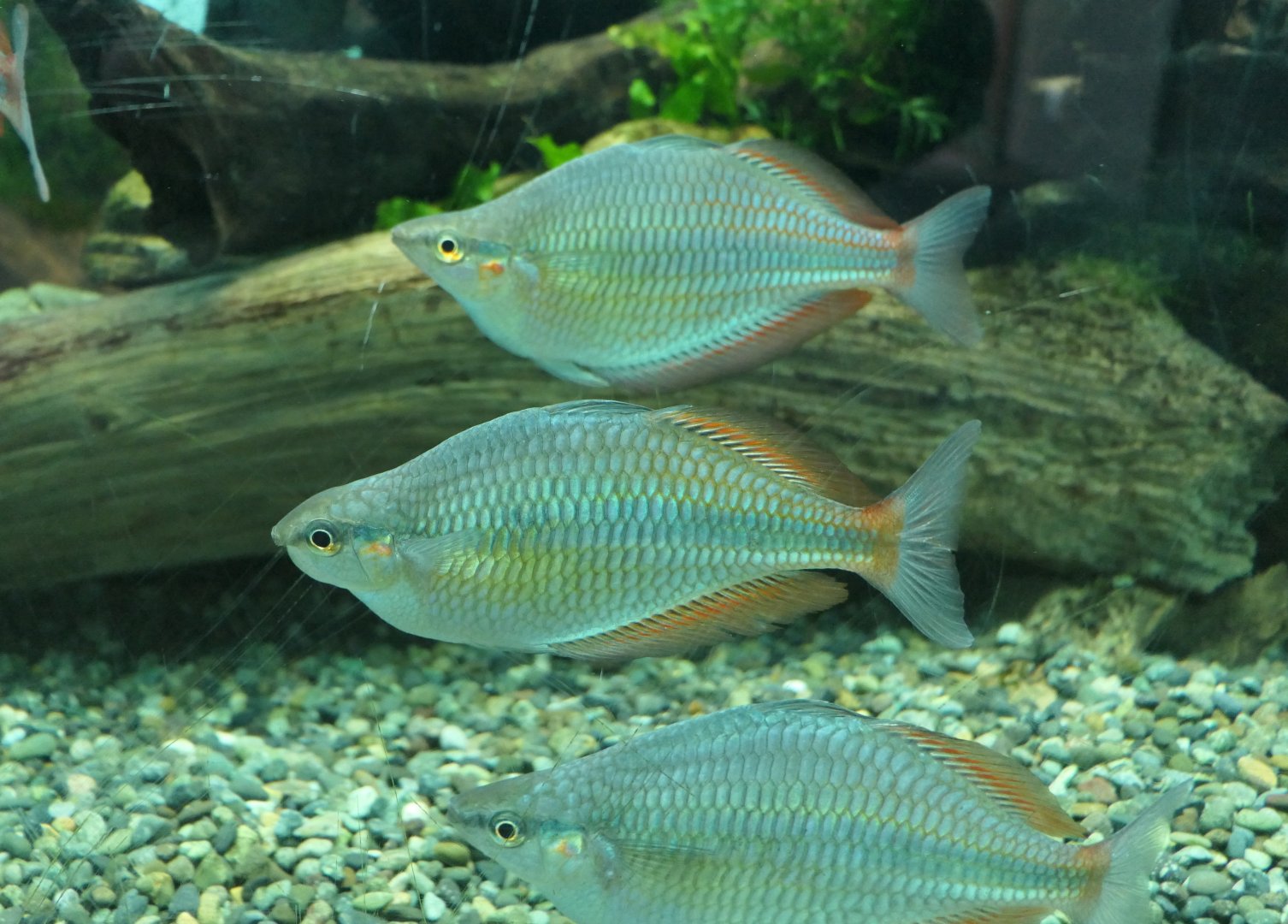 Goldie River Rainbowfish (Melanotaenia goldiei)