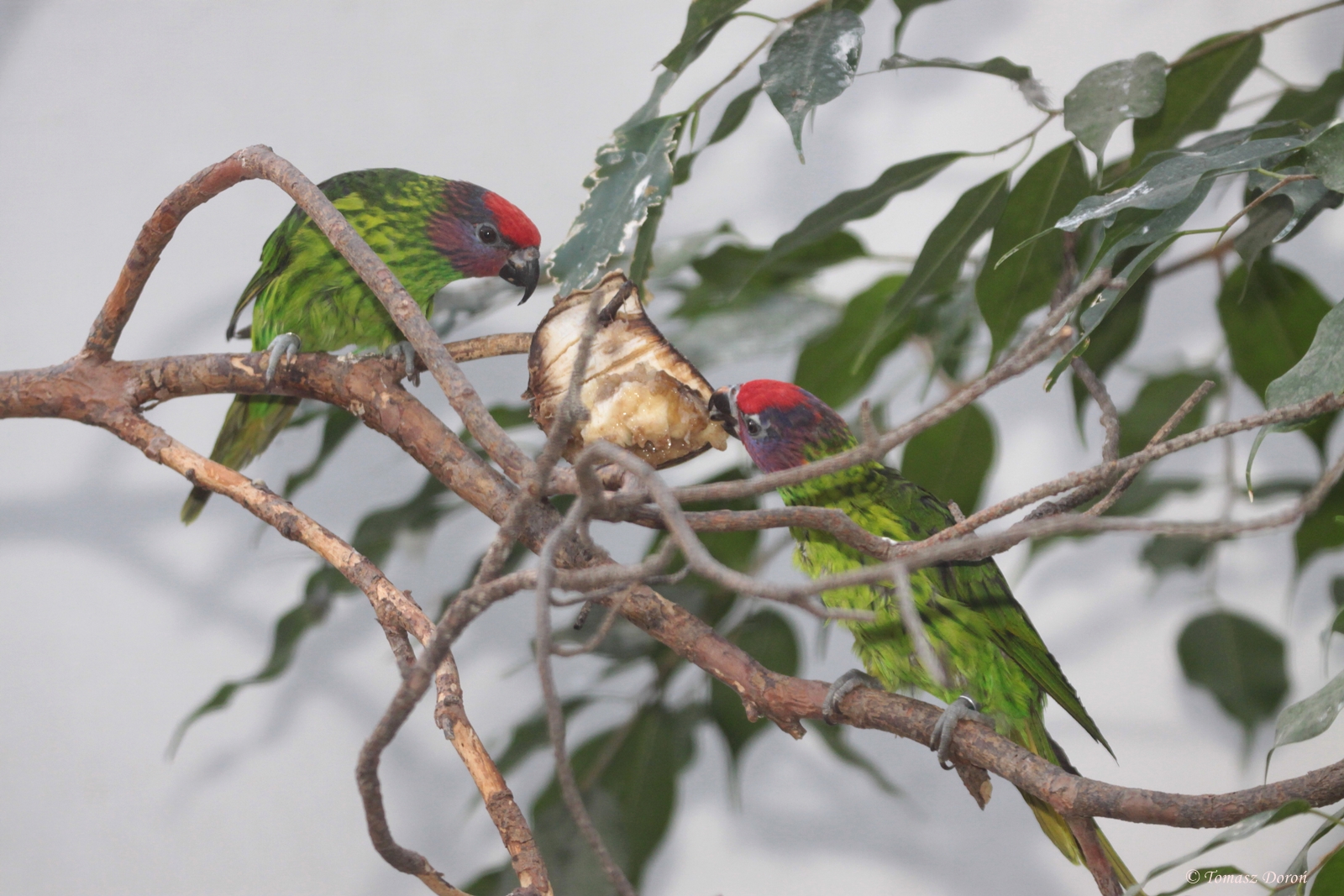 Goldie?s Lorikeets (Psitteuteles goldiei)