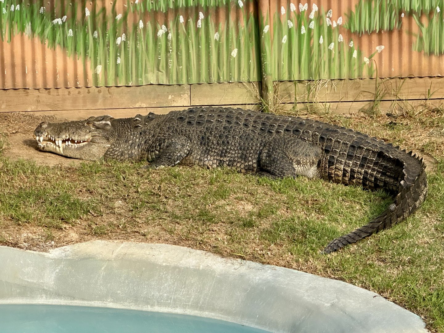 Goldie (Saltwater Crocodile)