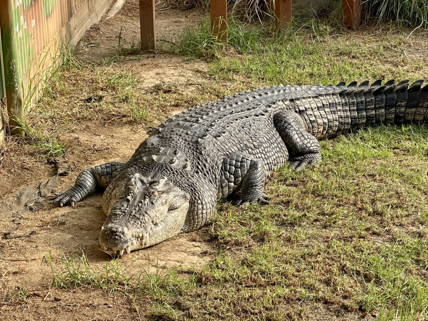 Goldie (Saltwater Crocodile)