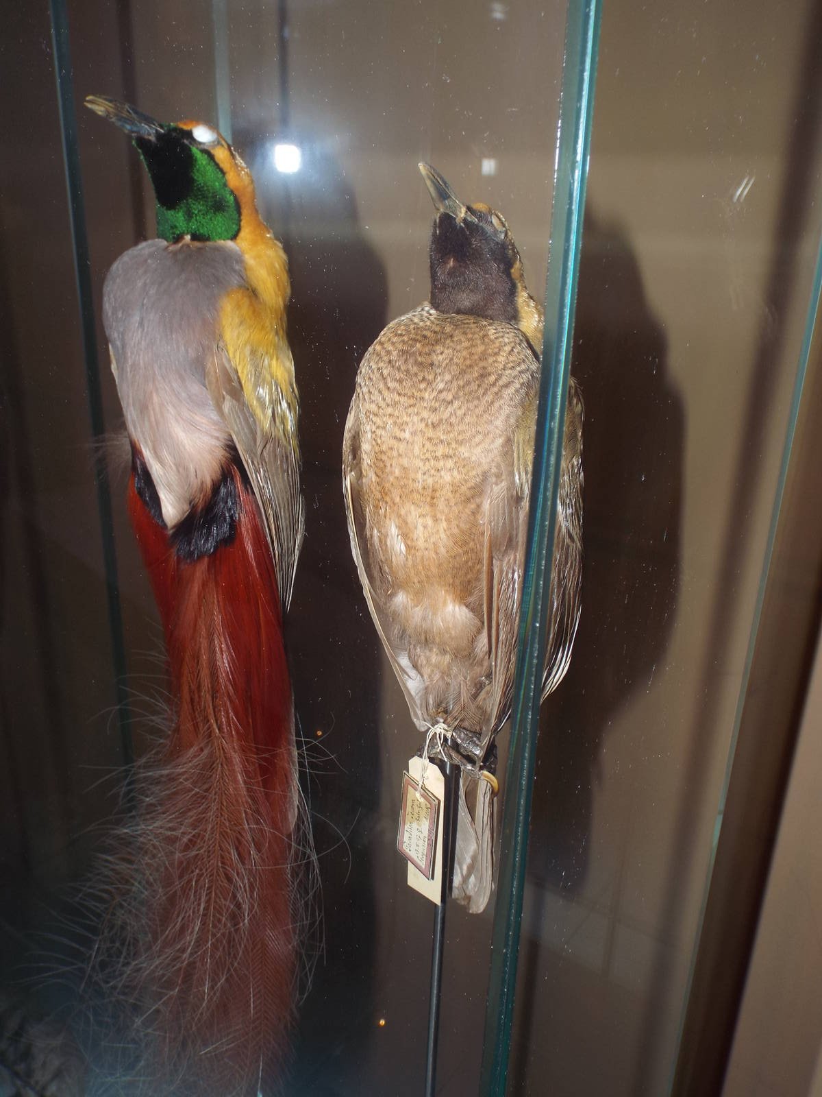 Goldie's Bird-of-Paradise (Paradisaea decora) at Museum f?r Naturkunde, Ber