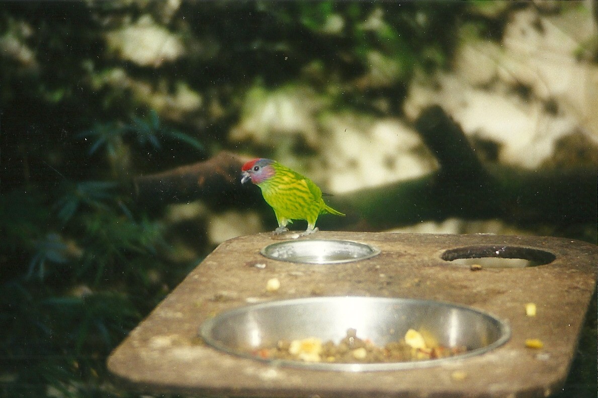 Goldie's Lorikeet 27th March 1999