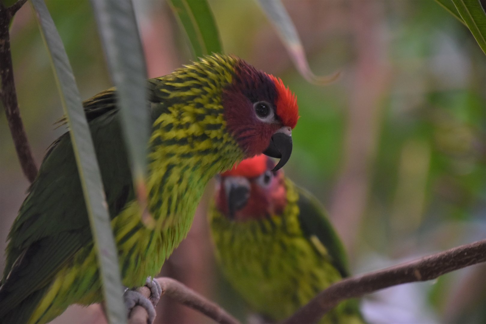 Goldie's lorikeet and partner in crime