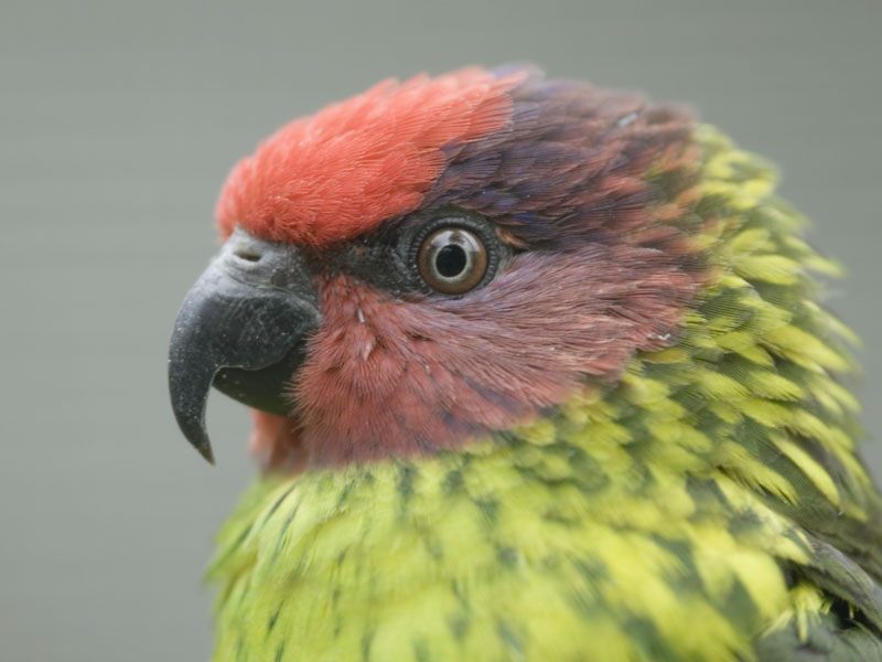 Goldie's Lorikeet at Harewood House Bird Garden