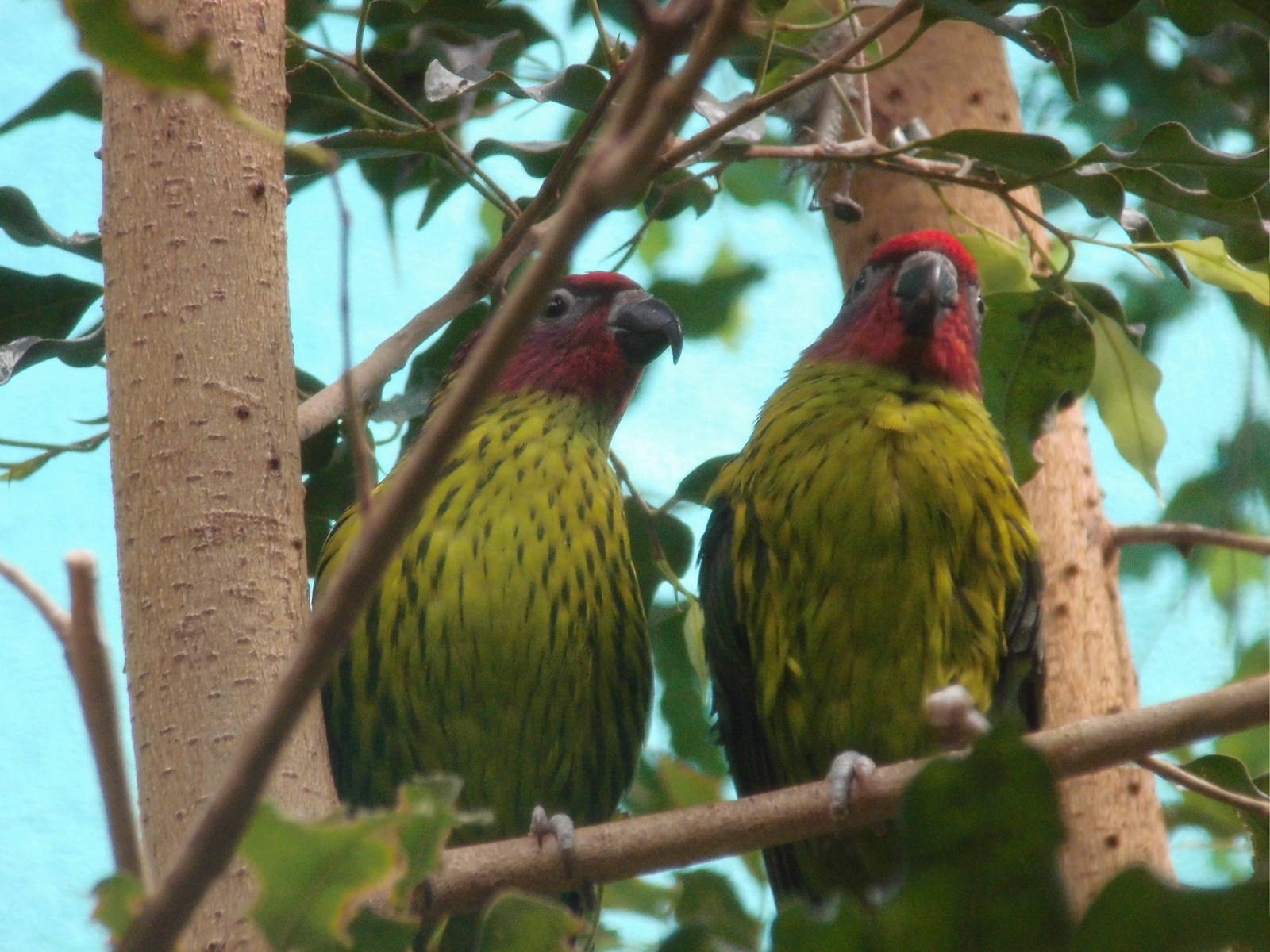 Goldie's lorikeet at Philadelphia zoo 2015-03-08