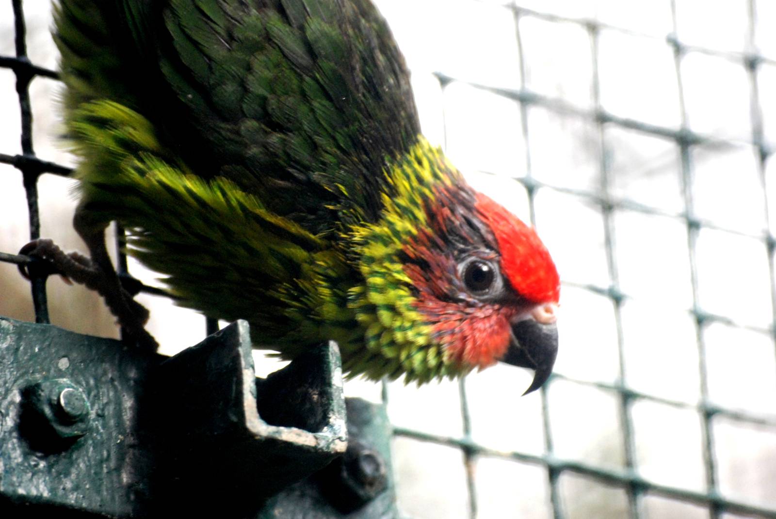Goldie's Lorikeet at Walsrode, 22/03/13