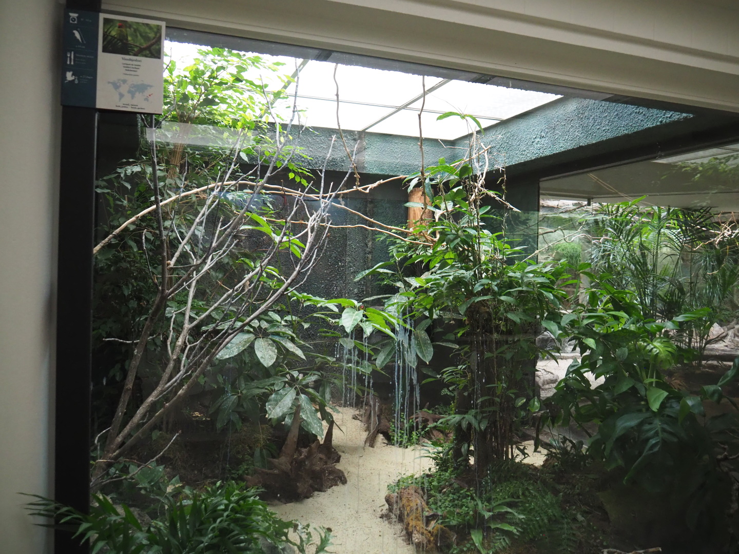 Goldie's lorikeet aviary, 2021-06-12