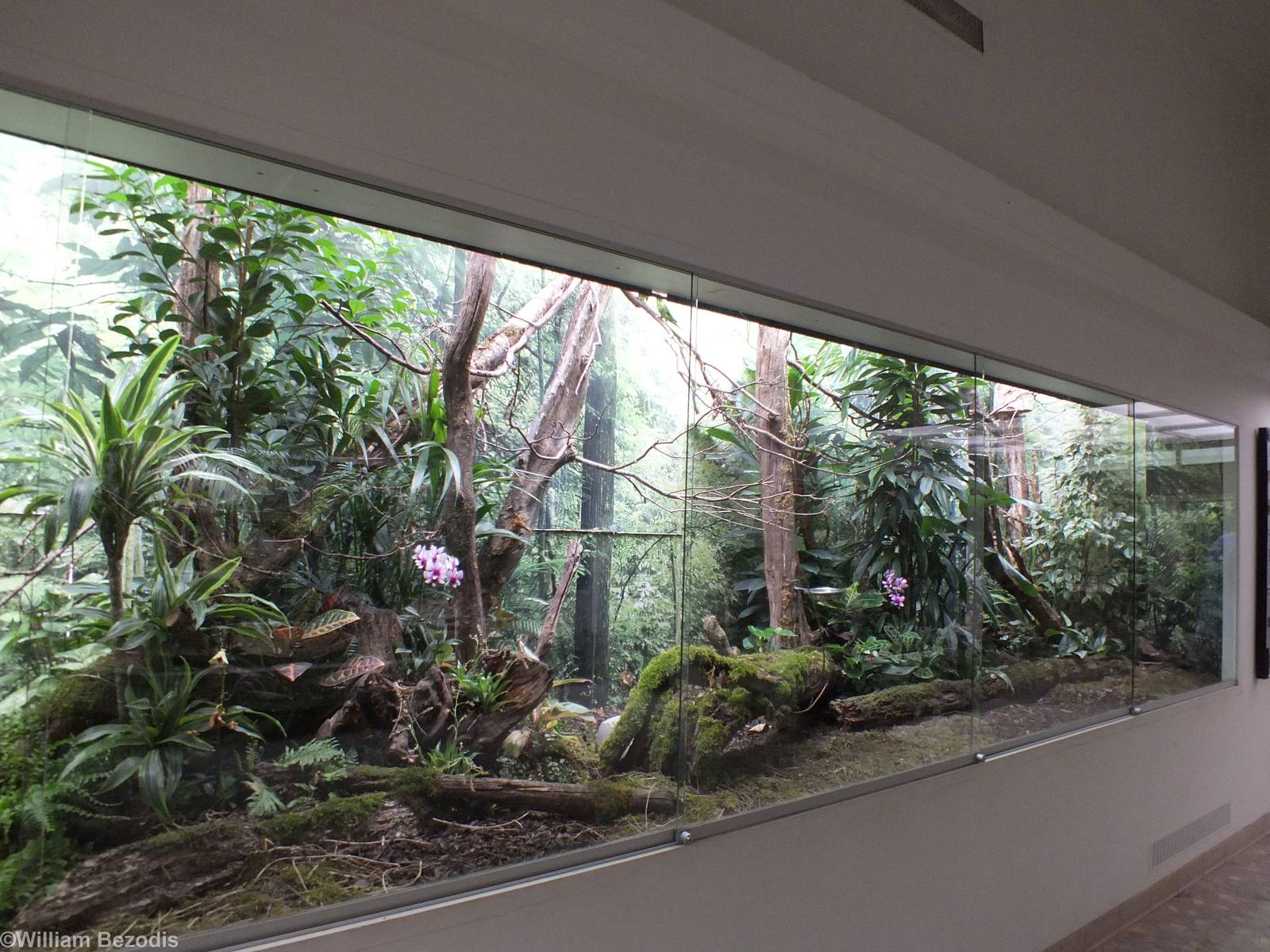 Goldie's Lorikeet Enclosure