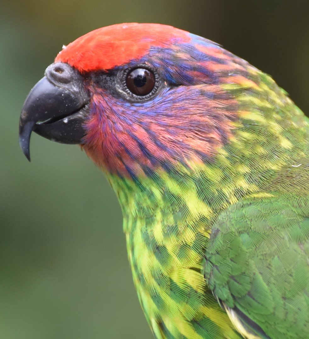 Goldie's Lorikeet (Glossoptilus goldie)