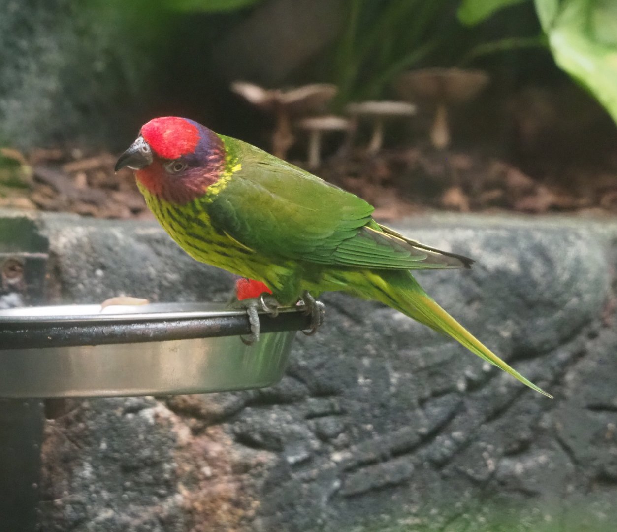 Goldie's lorikeet (Glossoptilus goldiei), 2022-05-26