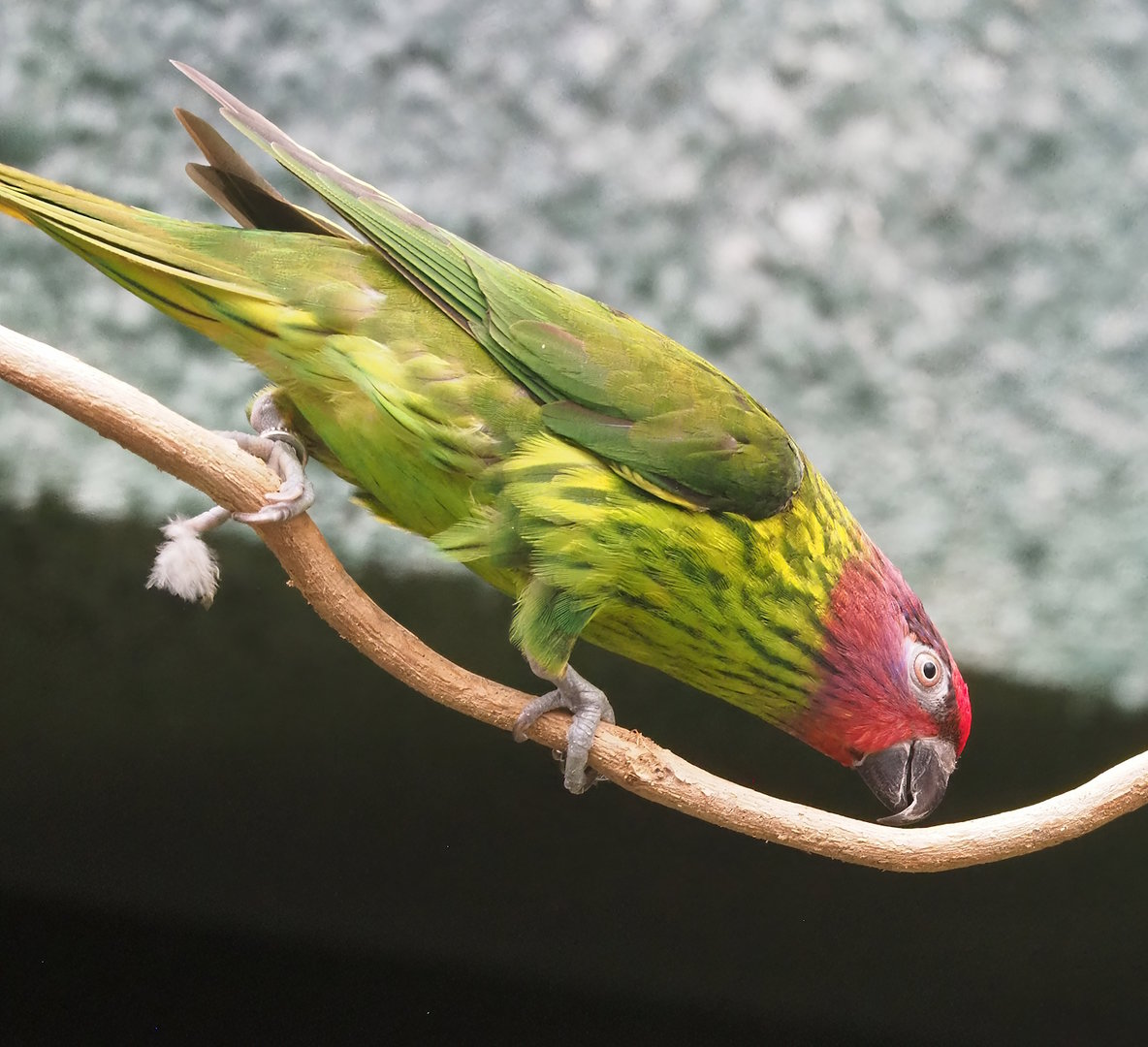Goldie's lorikeet (Glossoptilus goldiei), 2022-09-04