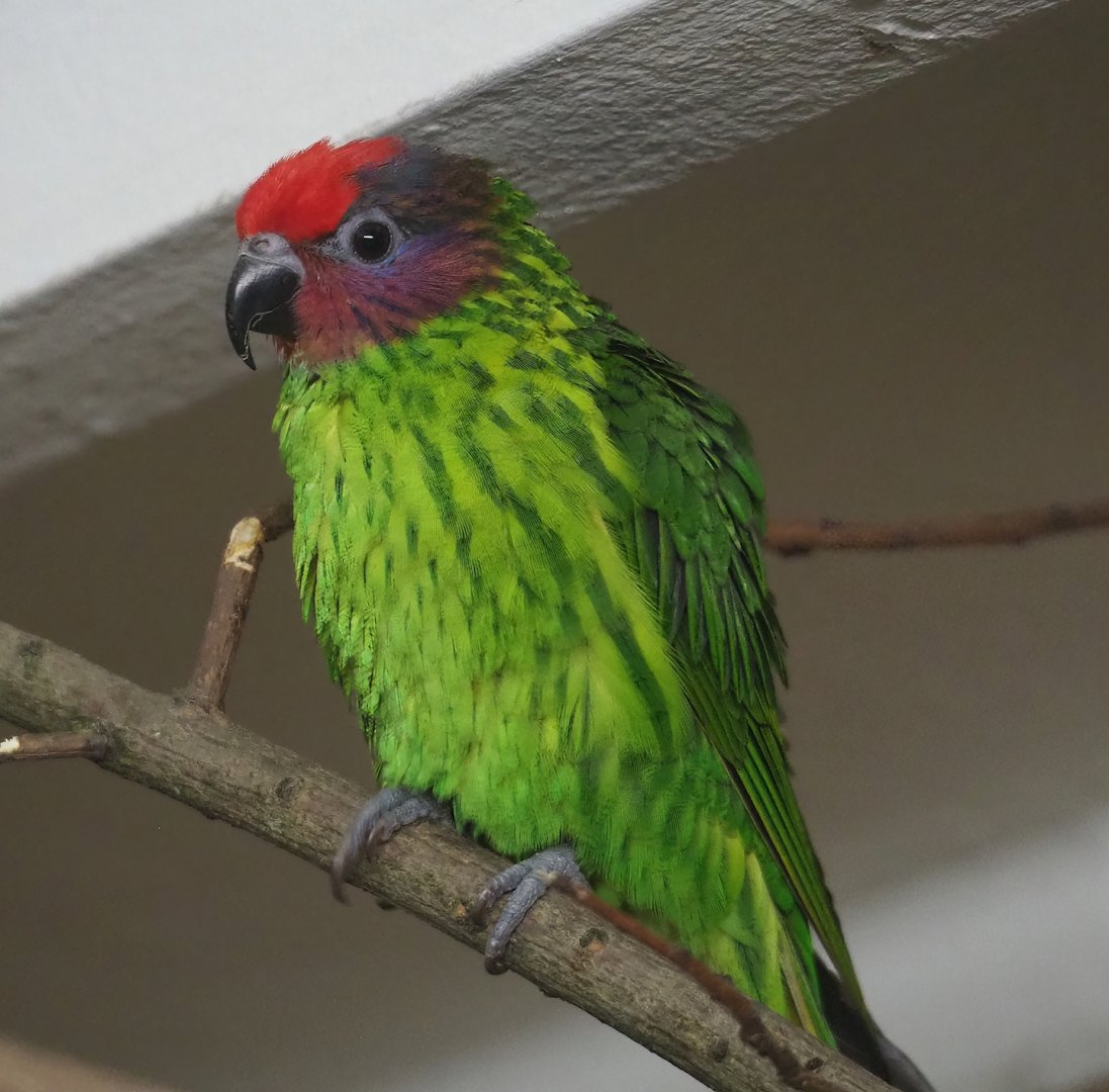 Goldie's lorikeet (Glossoptilus goldiei), 2023-07-02