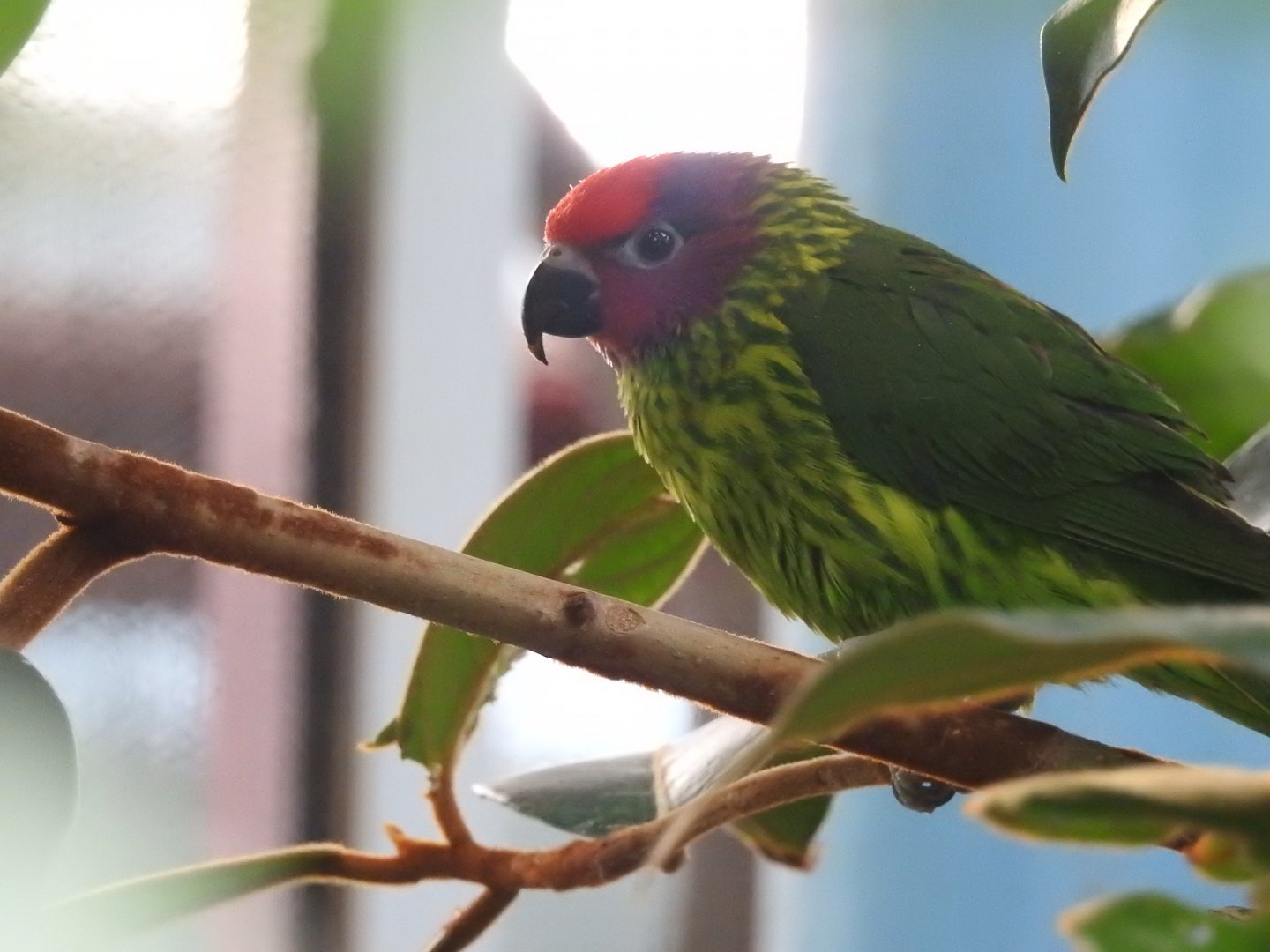 Goldie's Lorikeet (Glossoptilus goldiei)
