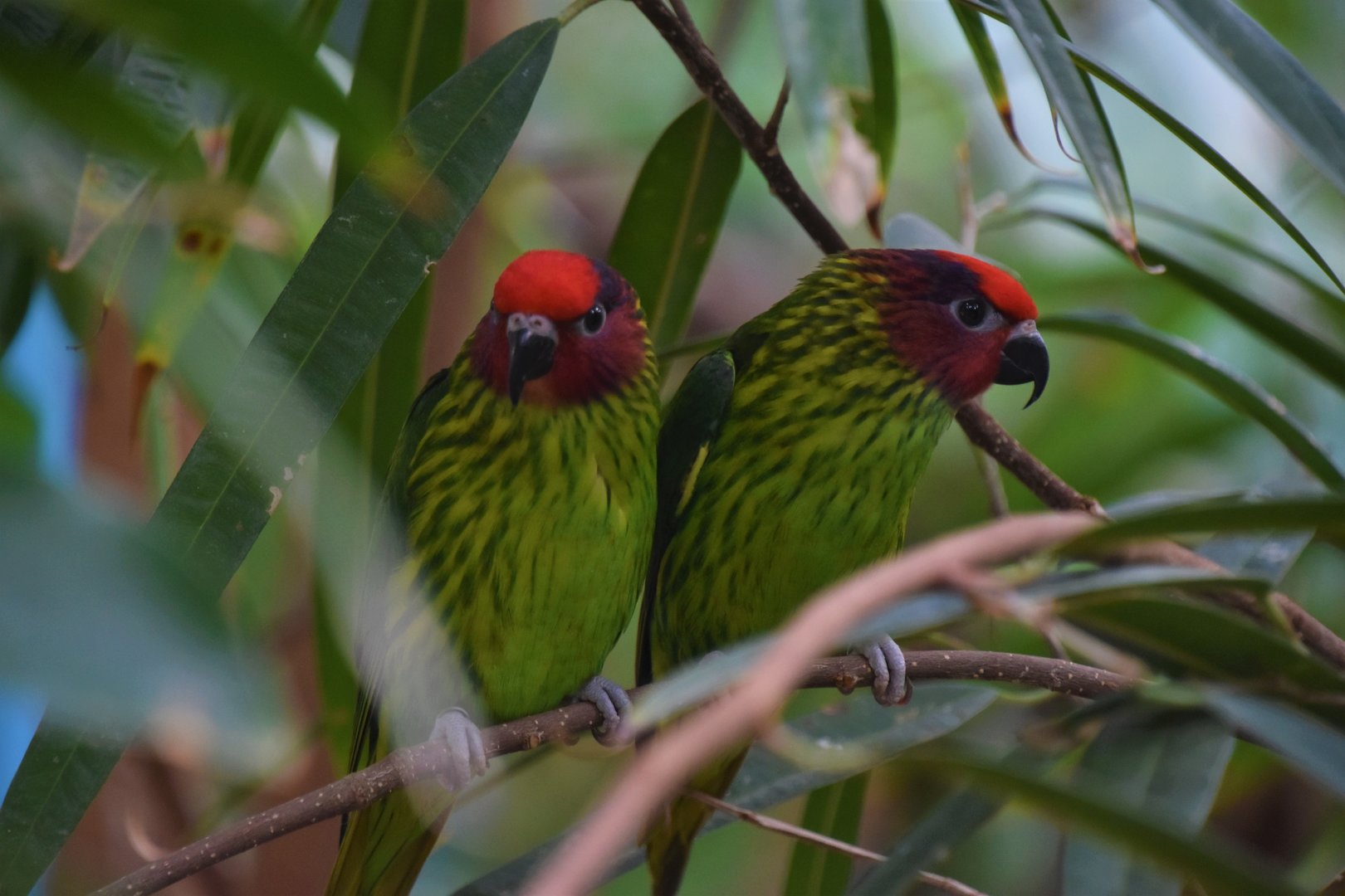 Goldie's lorikeet pair