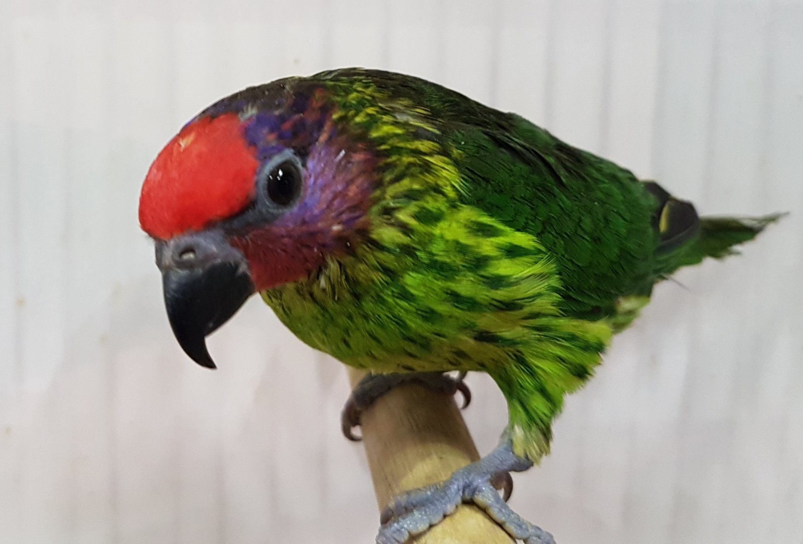 Goldie's lorikeet - Psitteuteles goldei