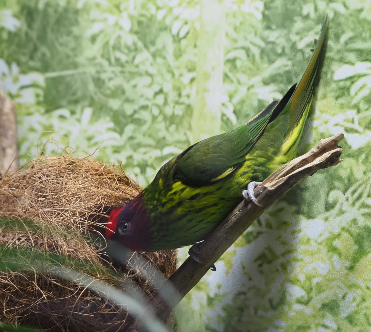 Goldie's lorikeet (Psitteuteles goldiei), 2019-12-30
