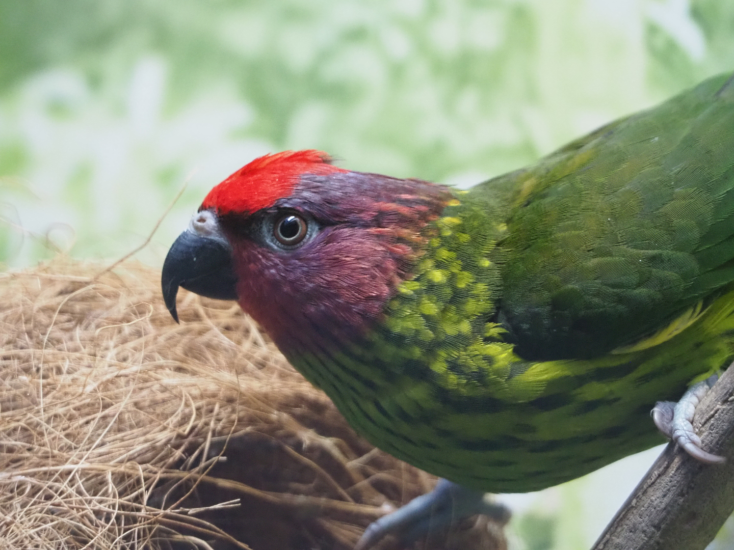 Goldie's lorikeet (Psitteuteles goldiei), 2019-12-30