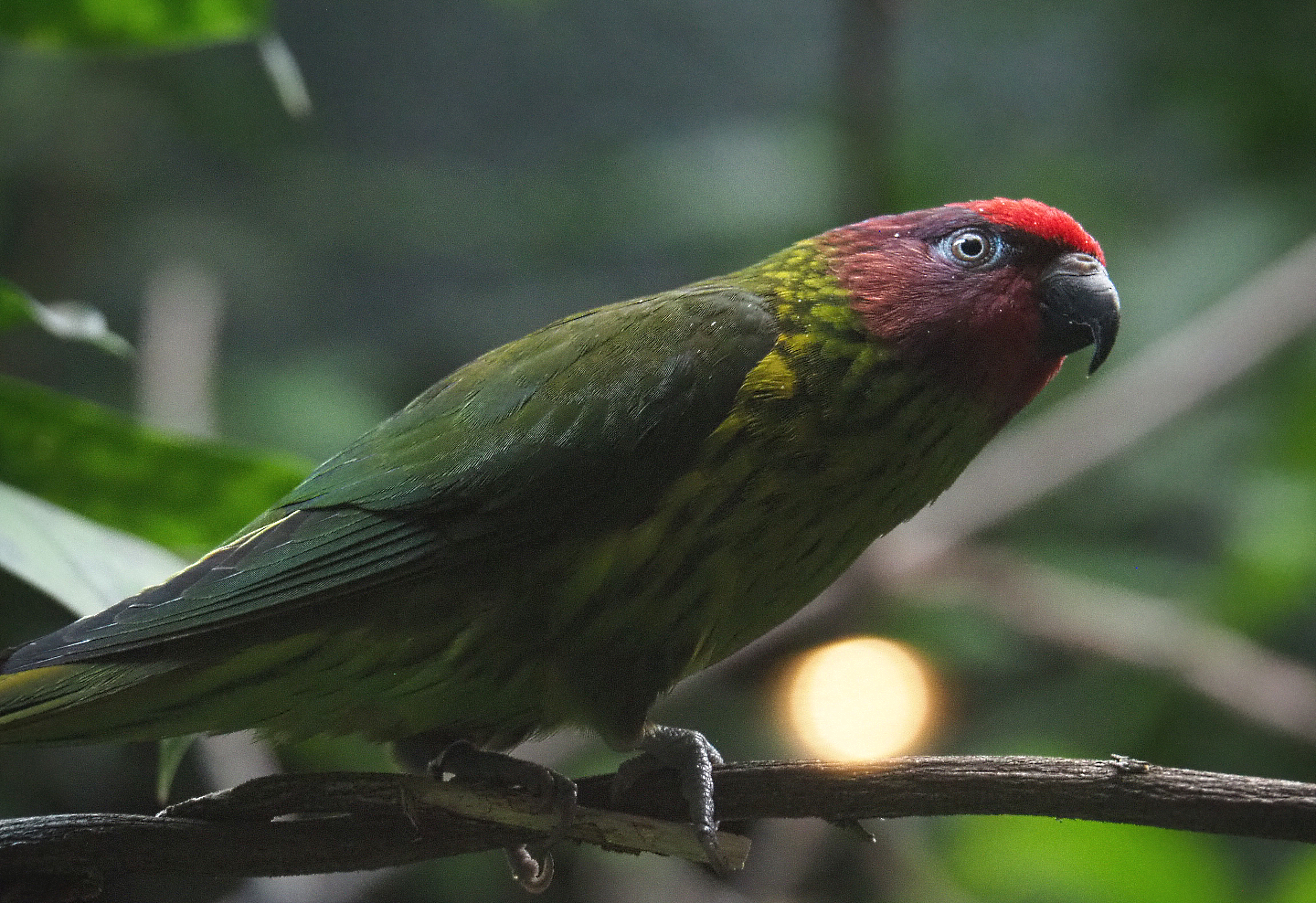 Goldie's lorikeet (Psitteuteles goldiei), 2020-05-24