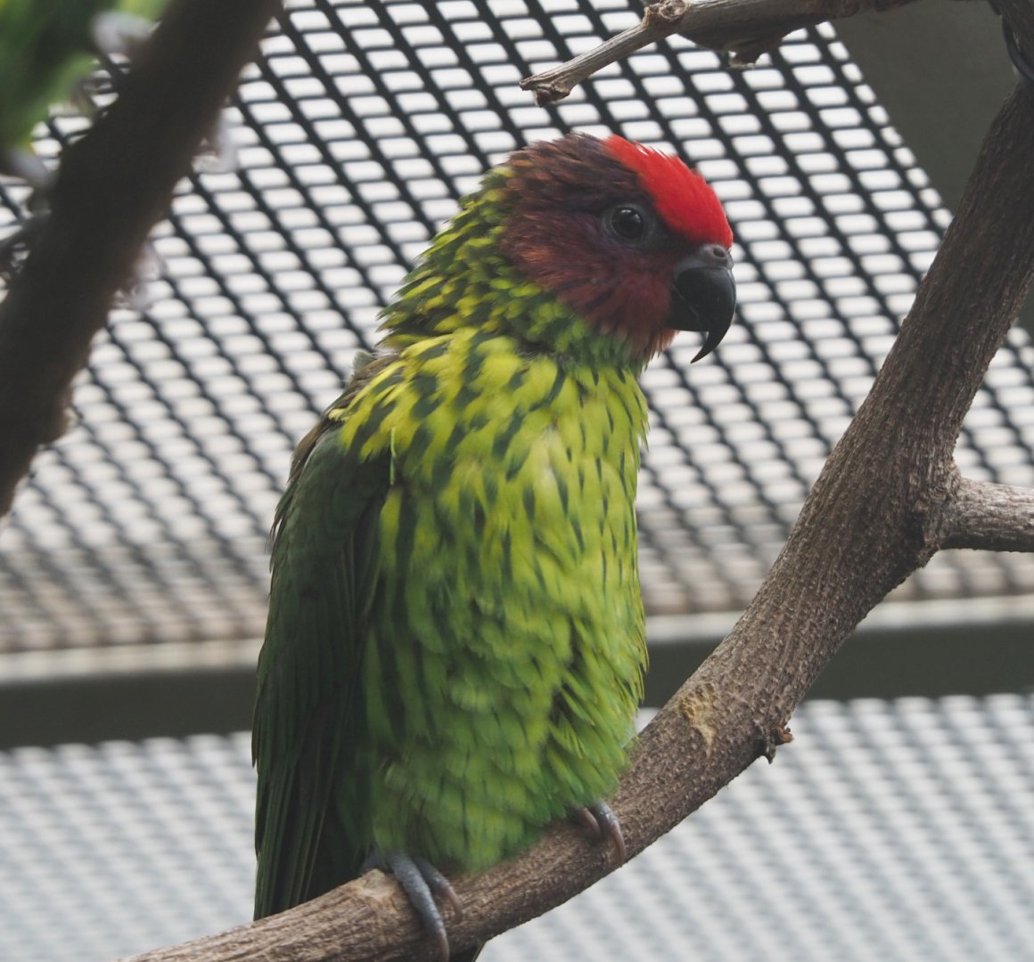 Goldie's lorikeet (Psitteuteles goldiei), 2020-06-28