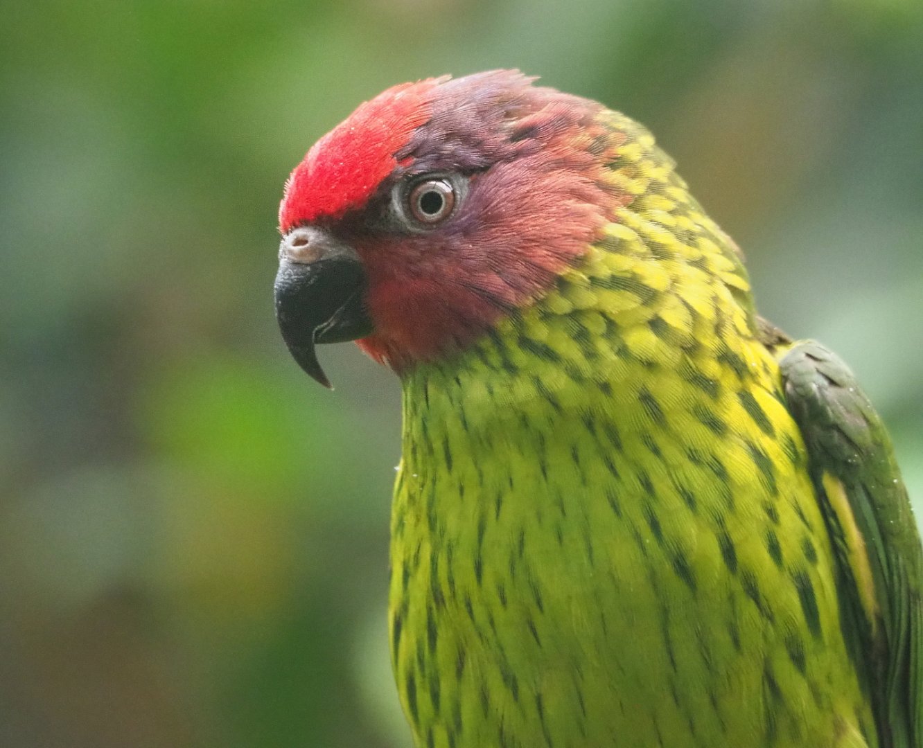 Goldie's lorikeet (Psitteuteles goldiei), 2021-06-12